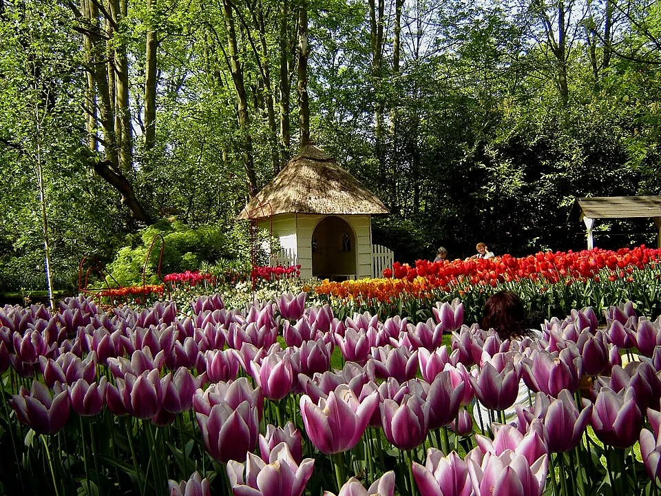 Tulip beds at Keukenhof Gardens