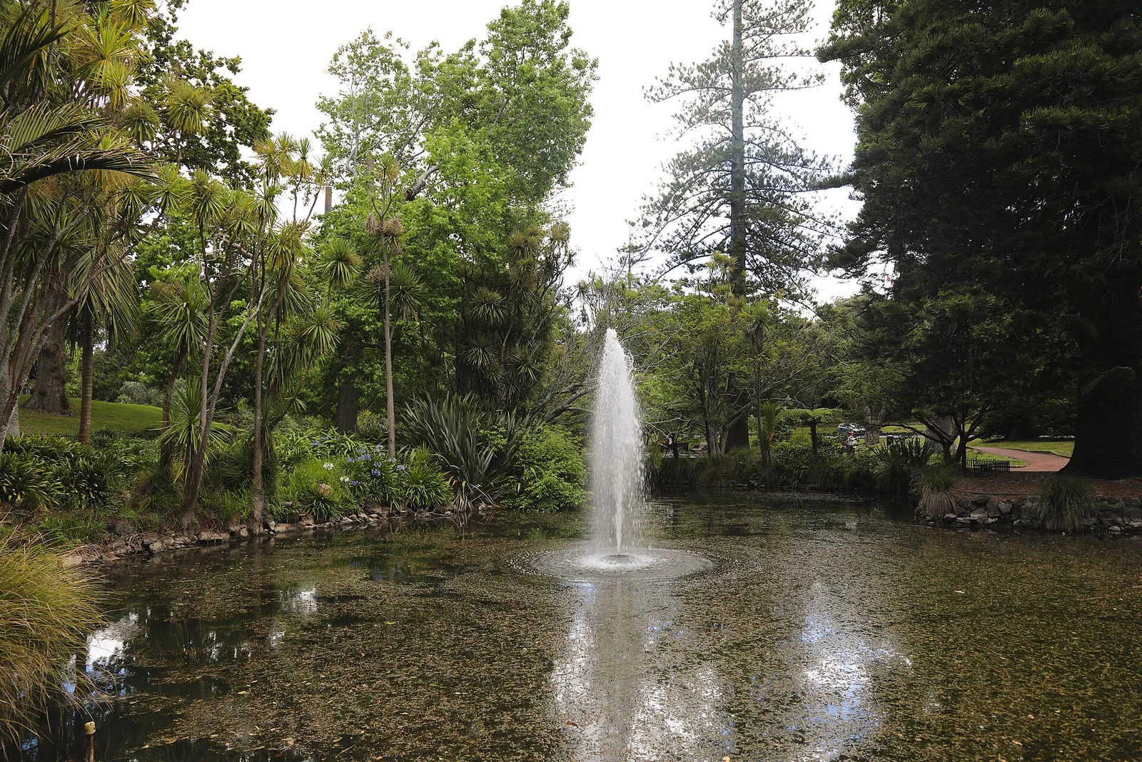 A fountain rising from a pond among trees and ferns in the Auckland Domain