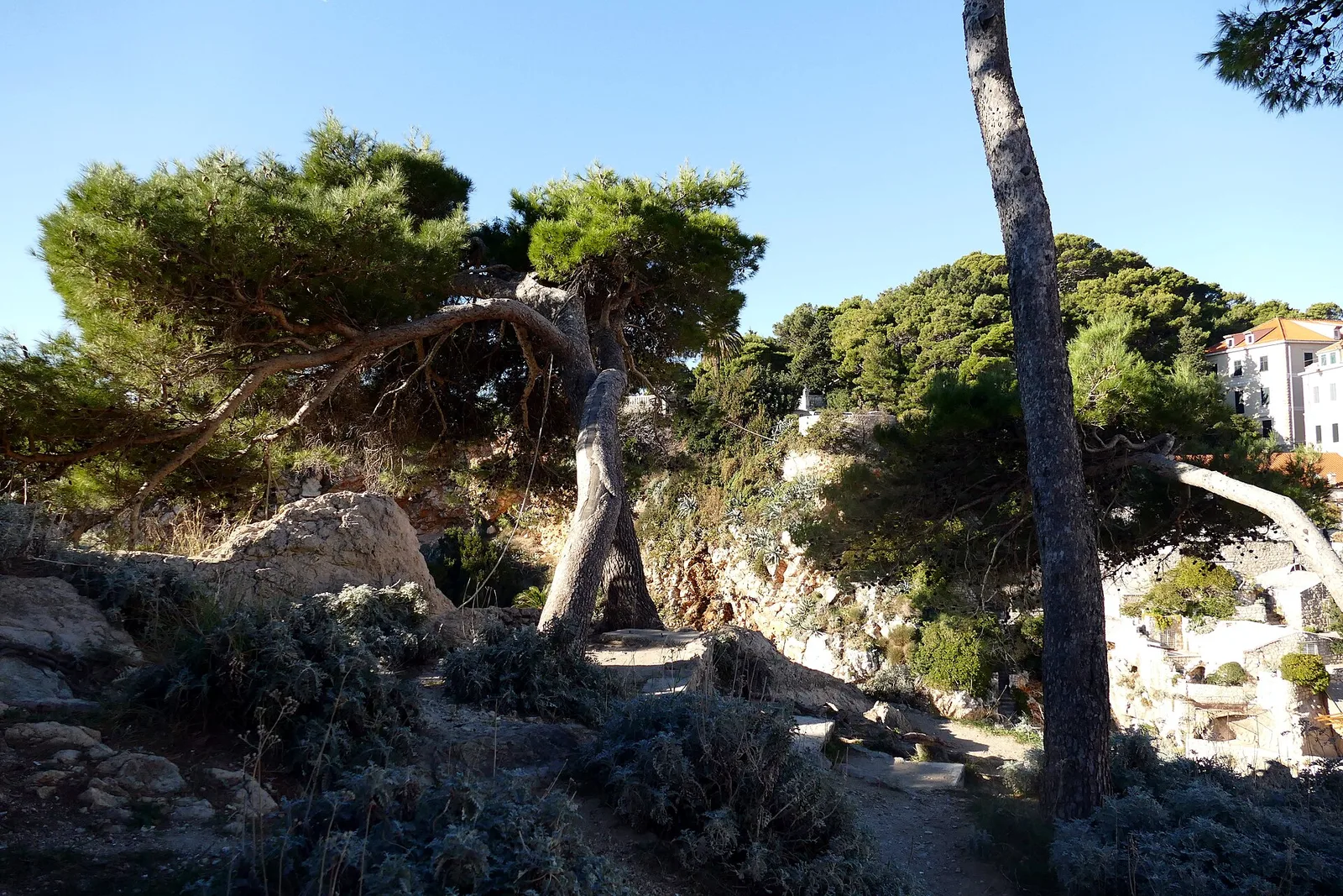 Windswept pines and a stone path in Park Gradac above the sea