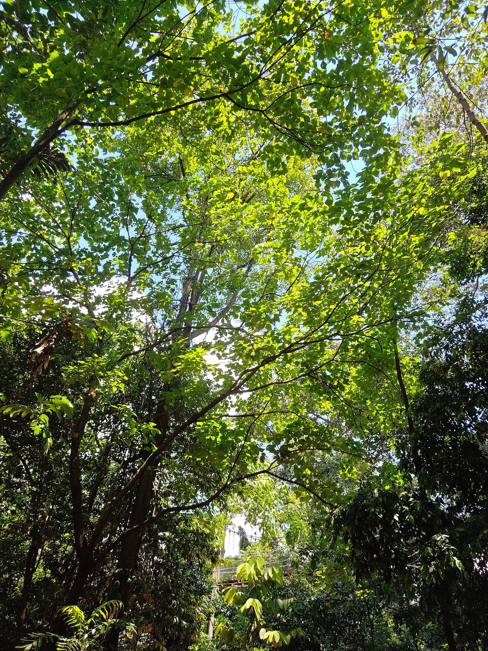 KL Forest Eco Park canopy walk in Kuala Lumpur