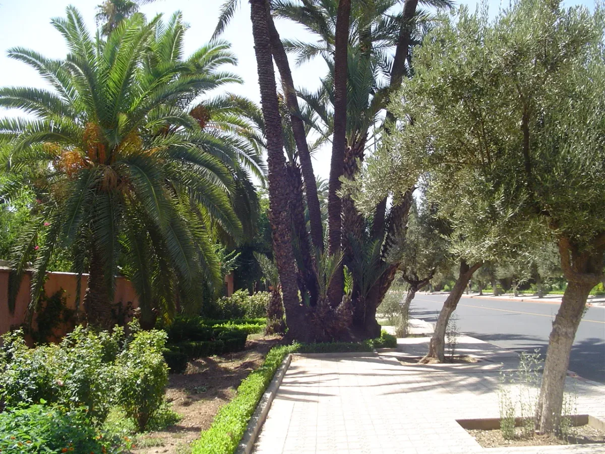 Street scene in Gueliz, Marrakech