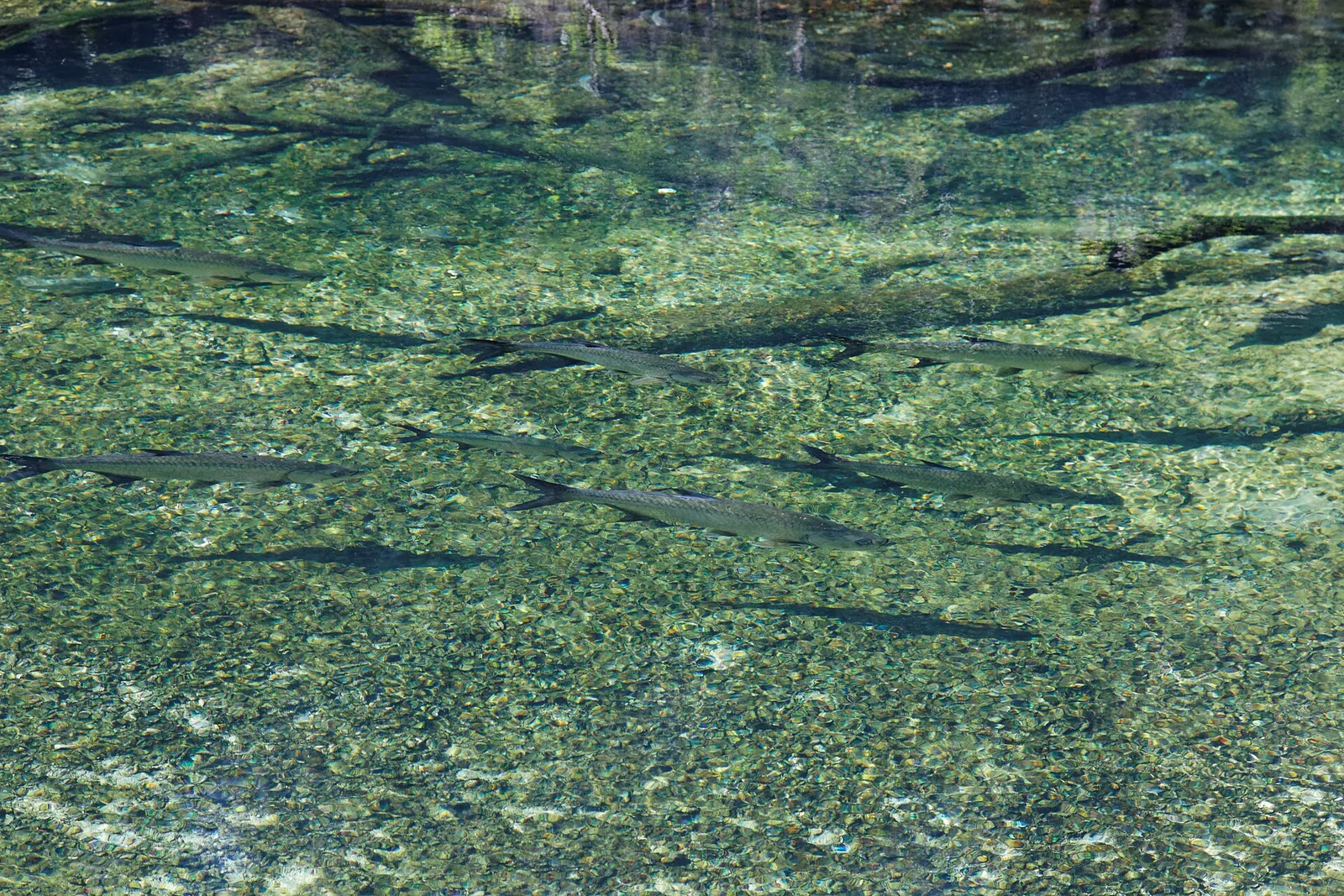 Day trip to Blue Spring State Park in Orlando