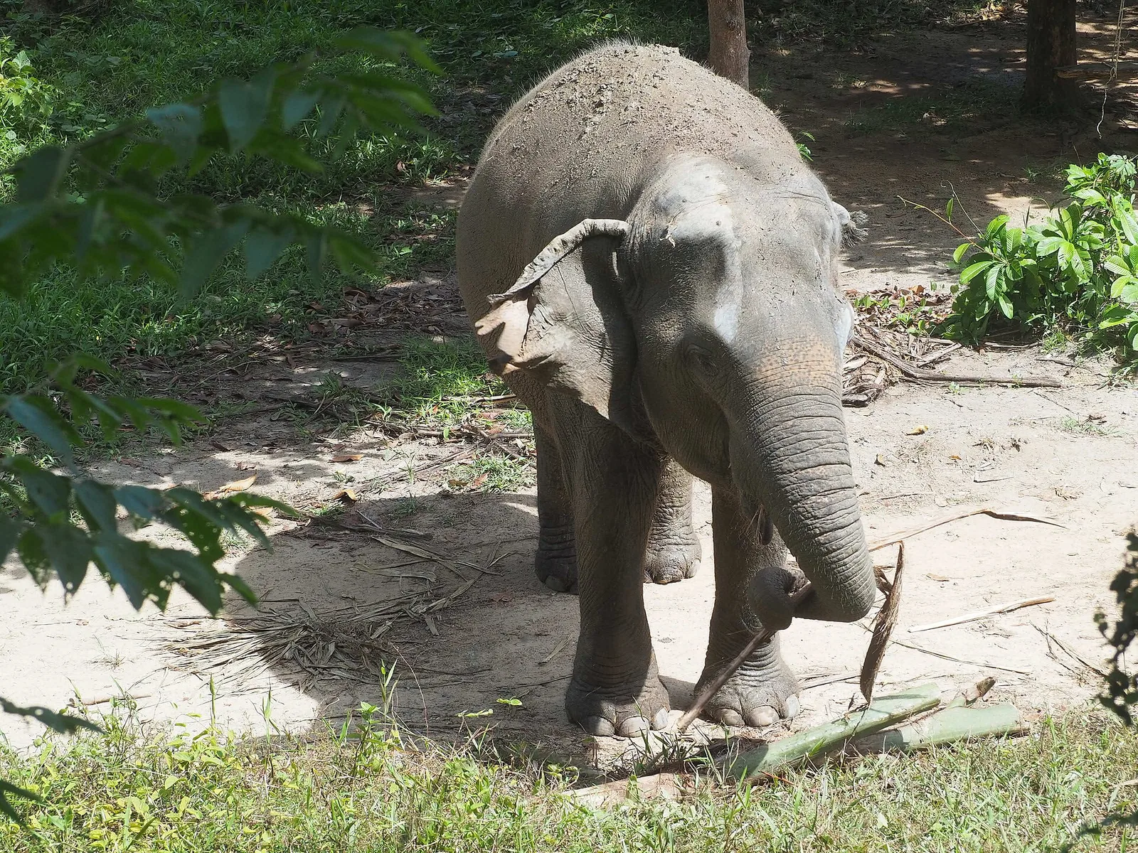 Phuket Elephant Sanctuary in Phuket