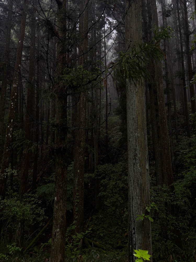 A comfortable walking section of the Nakasendo Trail